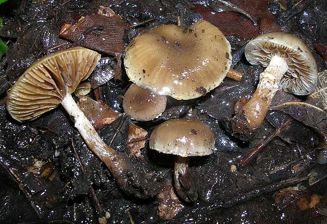2005 :  Un anno di funghi
